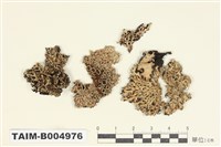 藏品(雪花衣屬)的圖片